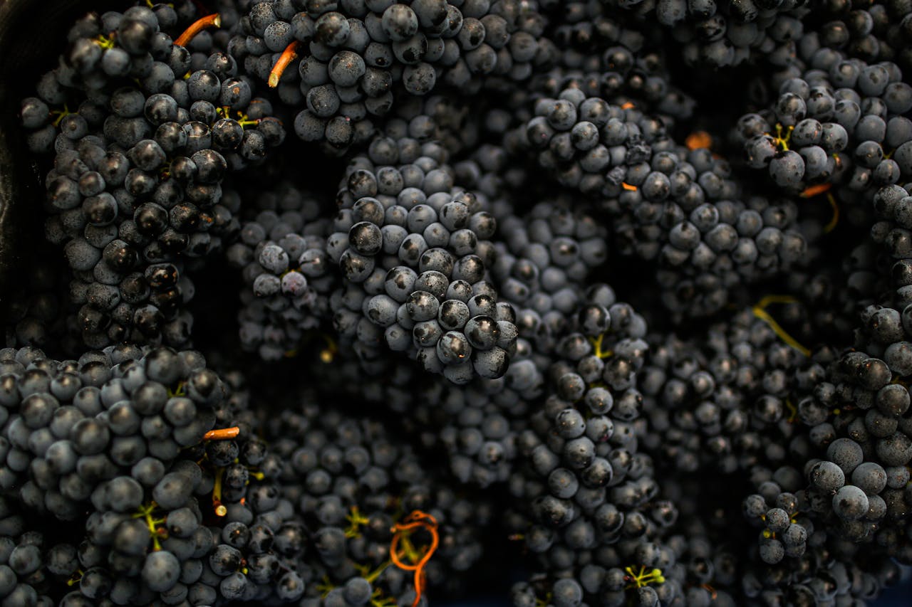 Vibrant close-up of ripe black grapes, showcasing their natural beauty in a vineyard setting.